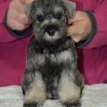 Щенки ЦВЕРГШНАУЦЕРА окраса перец с солью из питомника.