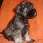 Щенки цвергшнауцера пс из питомника.