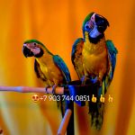 Сине желтый ара (ara ararauna) - ручные птенцы из питомников Европы