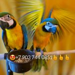 Сине желтый ара (ara ararauna) - ручные птенцы из питомников Европы