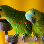 Синелобый амазон (Amazona aestiva aestiva) ручные птенцы из питомников
