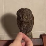 Сова сплюшка или обыкновенная совка (лат. Otus scops)