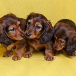 ТАКСА миниатюрная длинношерстная.