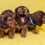 ТАКСА миниатюрная длинношерстная.