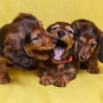 ТАКСА миниатюрная длинношерстная.