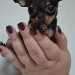 Той терьер щенки мини и супер-мини .