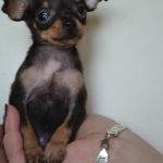 Той терьер щенки мини и супер-мини .