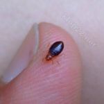 Уничтожение клопов - профессионально