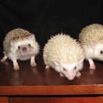 Ёжик африканский карликовый