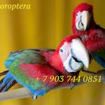 Зеленокрылый ара (Ara chloroptera)  -  ручные птенцы из питомников Европы