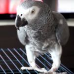 Жако краснохвостый или серый попугай